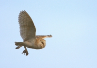 Barn Owl