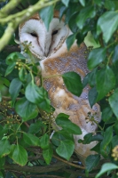 Barn Owl