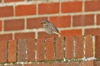 Black Redstart