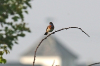 Bluethroat