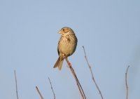 Corn Bunting