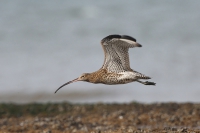 Curlew