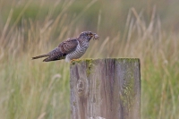 Juvenile Cuckoo