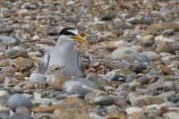Little tern with chick.
