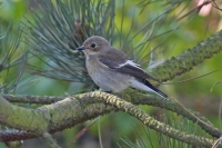 Pied Flycatcher