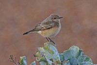 Pied Wheatear