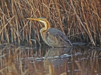 Purple Heron