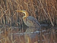 Purple Heron