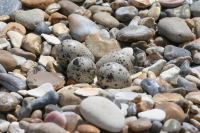 Ringed plover nest