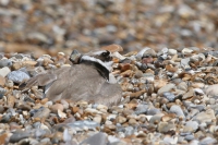 Ringed plover