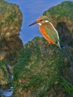 Kingfisher