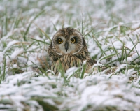 Short eared Owl