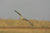 Short eared Owl