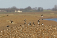 Snow Bunting