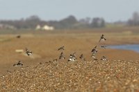 Snow Bunting