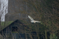 Barn Owl