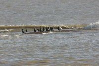Cormorant