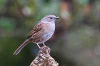 Dunnock