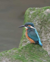 Kingfisher