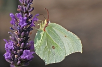 Brimstone butterfly.