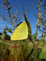 Clouded yellow butterfly.