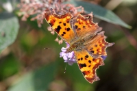 Comma butterfly.