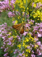 Essex skipper butterfly.