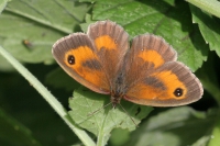 Gatekeeper butterfly.