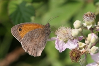 Male Meadow brown butterfly.