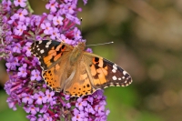 Painted Lady butterfly.
