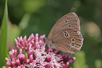 Ringlet butterfly