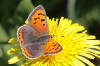 Small copper butterfly.