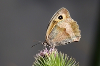 Small Heath butterfly.