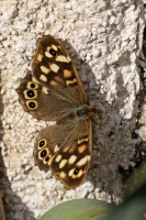 Speckled Wood butterfly.