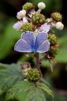 Male Common blue butterfly.