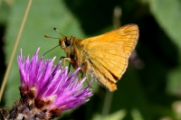 Essex Skipper butterfly.