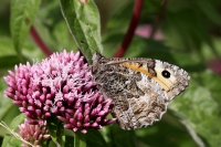 Grayling butterfly.