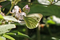 Green-veined white butterfly.