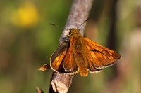 Large skipper butterfly.