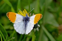 Orange tip butterfly.