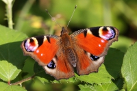 Peacock butterfly.