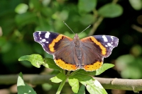 Red admiral butterfly.