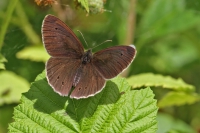 Ringlet butterfly