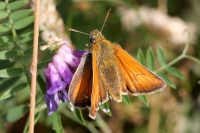 Small skipper butterfly.