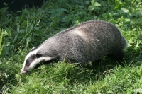 Badger boar.