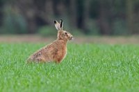 Hare on lookout.