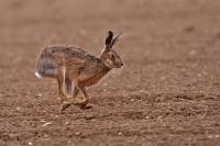 Hare