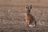 Hare