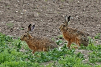 A pair of hares.