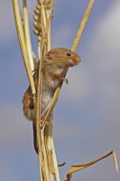 Harvest mouse.